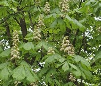 Aesculus hippocastanum - Witte paardenkastanje - 2