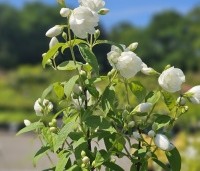 Philadelphus 'Snowbelle' - Boerenjasmijn 'Snowbelle' - 3