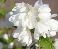 Philadelphus 'Snowbelle' - Boerenjasmijn 'Snowbelle' - 4