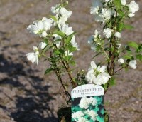 Philadelphus 'Snowbelle' - Boerenjasmijn 'Snowbelle' - 5