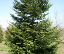 Abies grandis 
