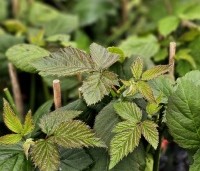 Rubus fruticosus 'Black Satin' - Doornloze braam 'Black Satin' - 1