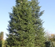 Abies Grandis
