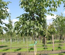 Juglans regia 'Jupiter' hoogstam 10-12