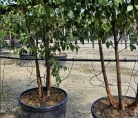 Betula albosinensis 'Fascination' - Zilverberk 'Fascination' - 6