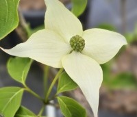 Cornus kousa 'China Girl' - Japanse grootbloemige kornoelje - 1