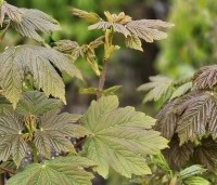 Acer pseudoplatanus - Gewone esdoorn - 1