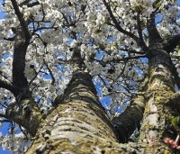 Prunus 'Umineko' - Prunus umineko - 2