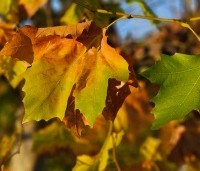 Platanus hispanica - Plataan - 1