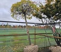 Acer platanoides 'Globosum' - Bol esdoorn 'Globosum' - boom met kluit