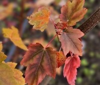 Acer x freemanii 'Autumn Blaze' - Acer x freemanii 'Autumn Blaze' - 2