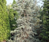 Abies Concolor