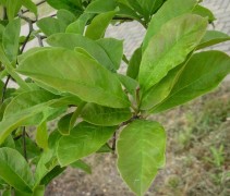 Magnolia kobus bladeren