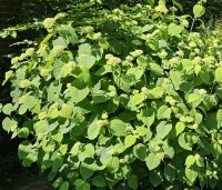 Hydrangea arb. 'Incrediball Strong Annabelle'  - Hortensia 'Incrediball Strong Annabelle' - 5