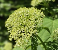 Hydrangea arb. 'Incrediball Strong Annabelle'  - Hortensia 'Incrediball Strong Annabelle' - 4