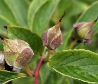 Stewartia pseudocamellia - Schijncamelia - 3