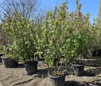 Ribes sanguineum 'Pulborough Scarlet'  - Siertrosbes - solitair struiken