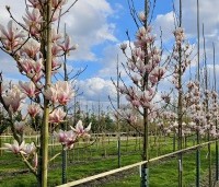 Magnolia soulangeana - Magnolia soulangeana - 2
