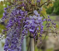 Wisteria sinensis 'Prolific' - Blauwe Regen - mei 2026 op de kwekerij THB
