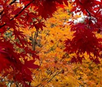 Acer palmatum 'Bloodgood'   herfstkleuren
