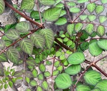 Aralia Elata