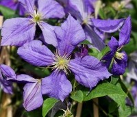 Clematis 'Jackmanii' - Bosrank 'Jackmanii' - bijna uitgebloeid, dus een kleurmutatie
