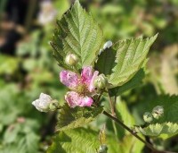 Rubus fruticosus 'Black Satin' - Doornloze braam 'Black Satin' - bloei van wit naar roze in juni