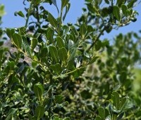 Ilex aquifolium 'J.C. van Tol' - Beshulst 'J.C. van Tol' - 1