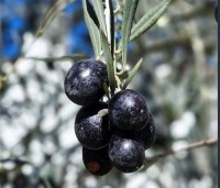 Olea europea - Olijfboom - 1
