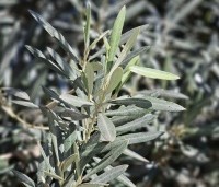Olea europea - Olijfboom - 2