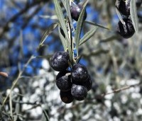 Olea europea - Olijfboom - 4