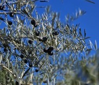 Olea europea - Olijfboom - 3