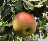 Malus dom. 'James Grieve' - Malus dom. 'James Grieve' - 3