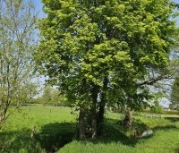 Acer platanoides - Noorse Esdoorn - 4