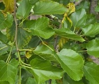 Morus alba 'White Berry' - Witte moerbei 'White Berry' - 1