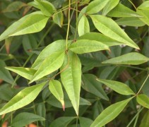 Blad Hemelse bamboe 'Twilight'