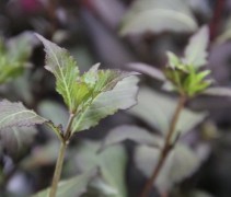 Weigela 