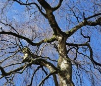 Betula pendula 'Youngii' - Prieelberk - 3