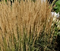 Calamagrostis x acutiflora 'Karl Foerster' - Struisriet 'Karl Foerster' - 5