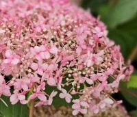 Hydrangea arborescens 'Invincibelle' - Hortensia Invincibelle (Pink Annabelle) - 2