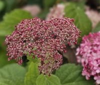 Hydrangea arborescens 'Invincibelle' - Hortensia Invincibelle (Pink Annabelle) - 3