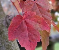 Acer rubrum 'Brandywine' - Acer rubrum 'Brandywine' - 2