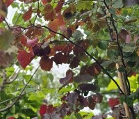 Cercis canadensis 'Forest Pansy' - Amerikaanse judasboom - 2
