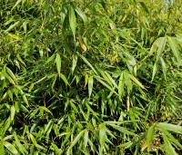 Fargesia robusta 'Pingwu' - Bamboe 'Pingwu' - 1