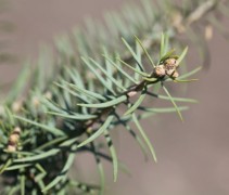 Abies concolor