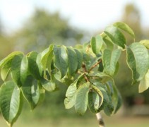 blad in de nazomer