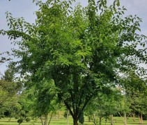 maclura pomifera