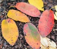 Amelanchier arborea 'Robin Hill' - Amerikaans krentenboompje - 1