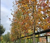 Amelanchier arborea 'Robin Hill' - Amerikaans krentenboompje - 2
