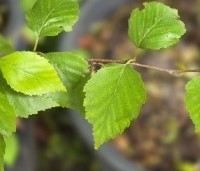 Betula davurica - Dahurische berk - 1